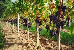 Les vignes du Ch&acirc;teau Reignac de Tizac