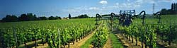 le vignoble du Ch&acirc;teau Reignac de Tizac